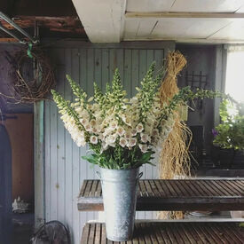 Camelot Cream, (F1) Digitalis Seeds